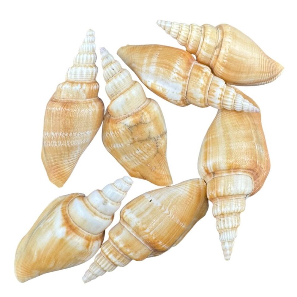 Natural Seashell Strombus Entropi Gastropod 2 Inch Harvested 1980s Set of 7